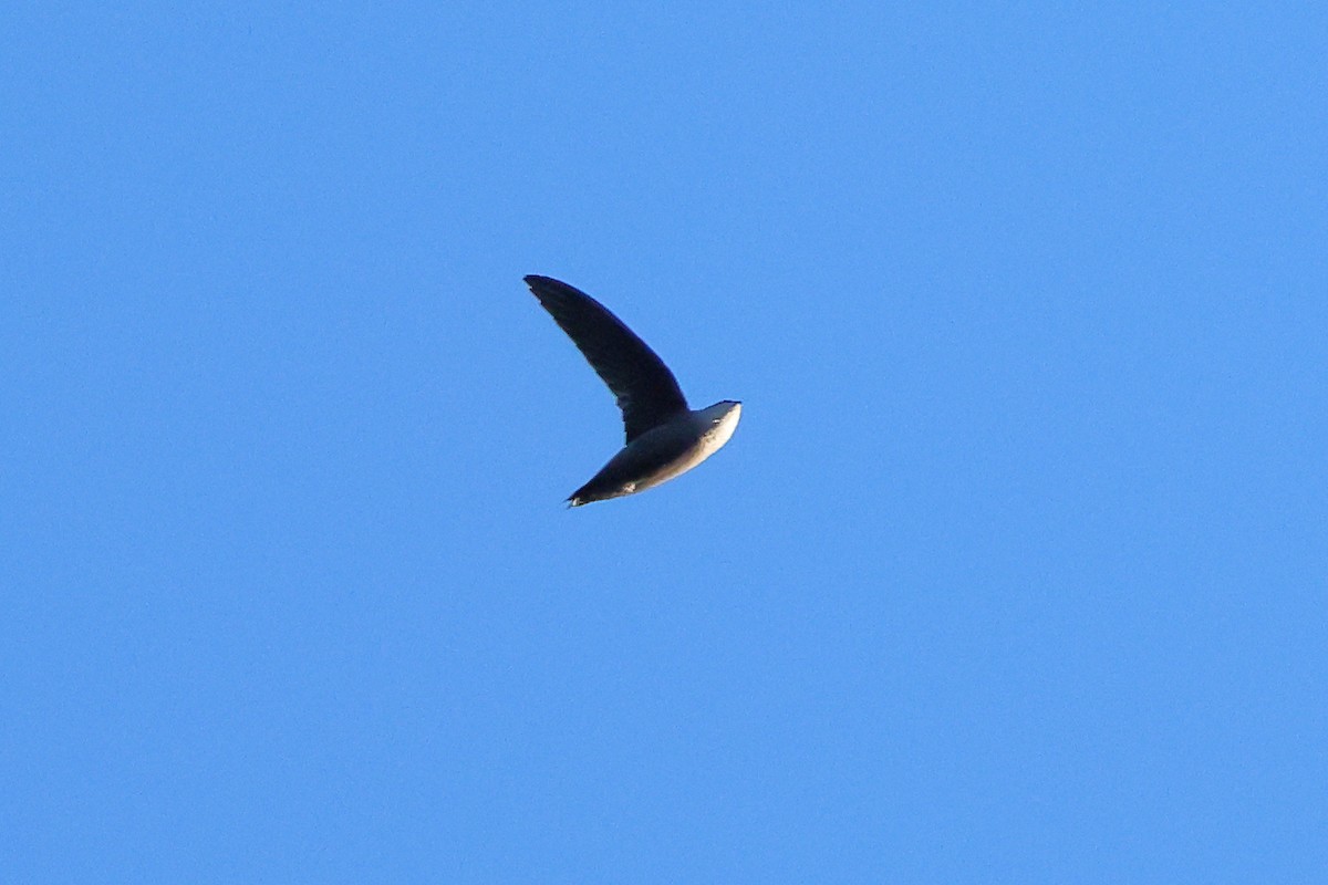 Vaux's Swift - ML641879860