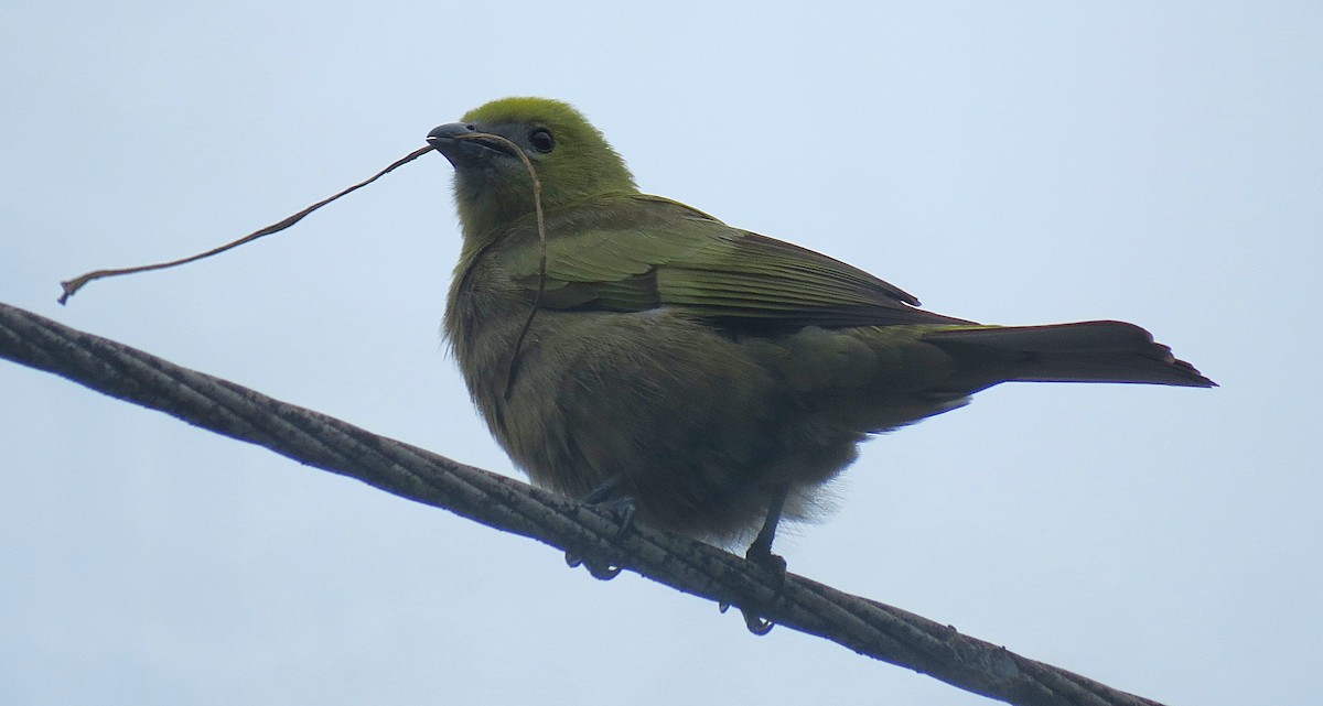 Palm Tanager - ML641879868