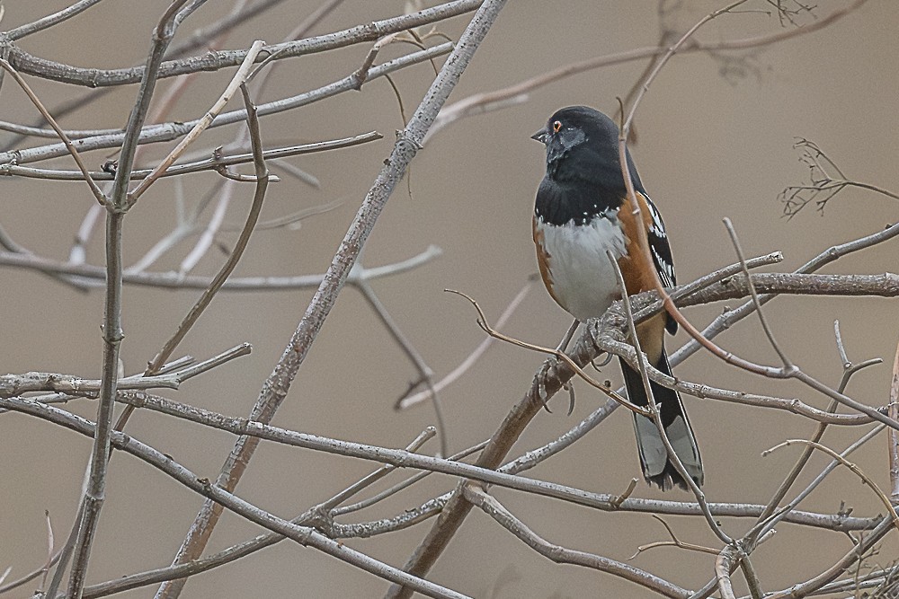 Spotted Towhee - ML641879871