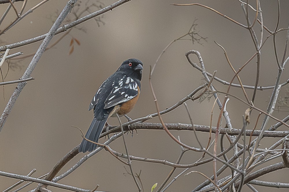 Spotted Towhee - ML641879872
