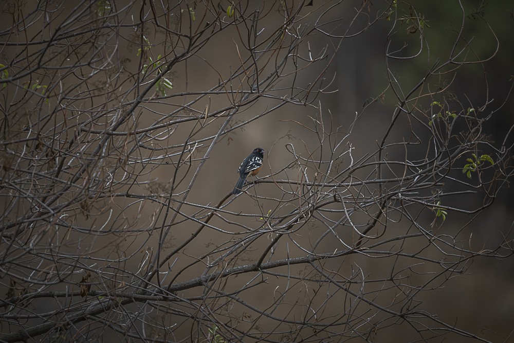 Spotted Towhee - ML641879873