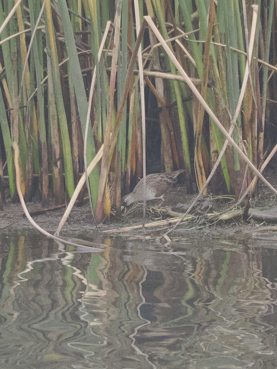 Sora uroilanda - ML641879886