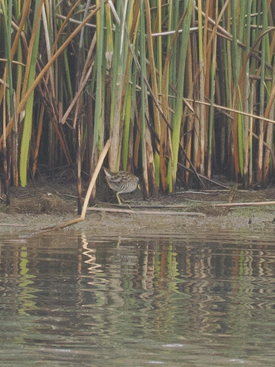 Sora uroilanda - ML641879887