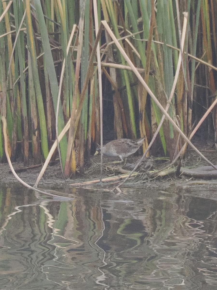 Sora uroilanda - ML641879888