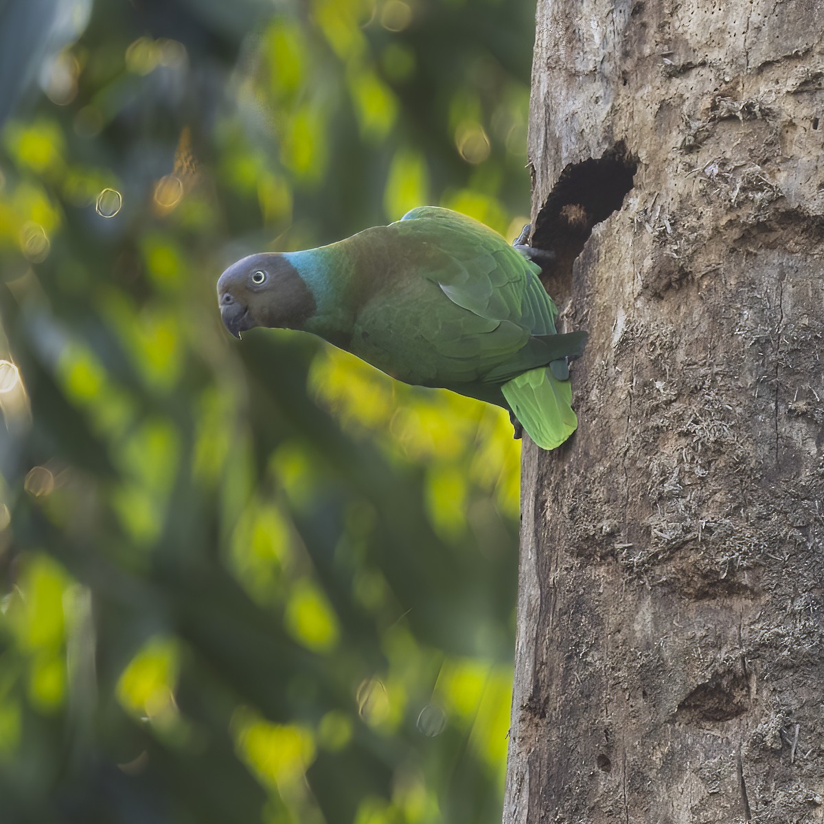 Red-cheeked Parrot - ML641879893