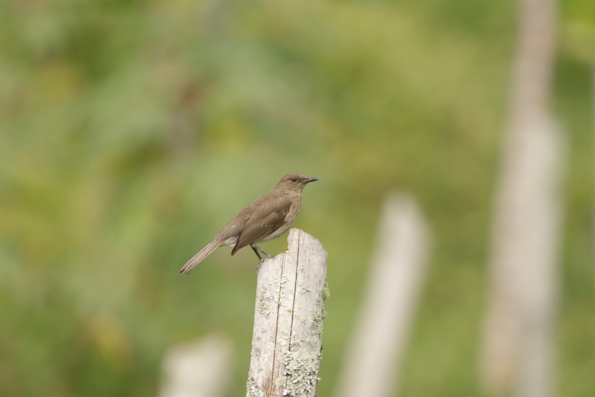 Black-billed Thrush - ML641879907