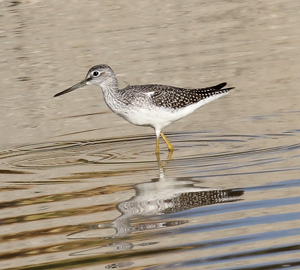 Greater Yellowlegs - ML641879918