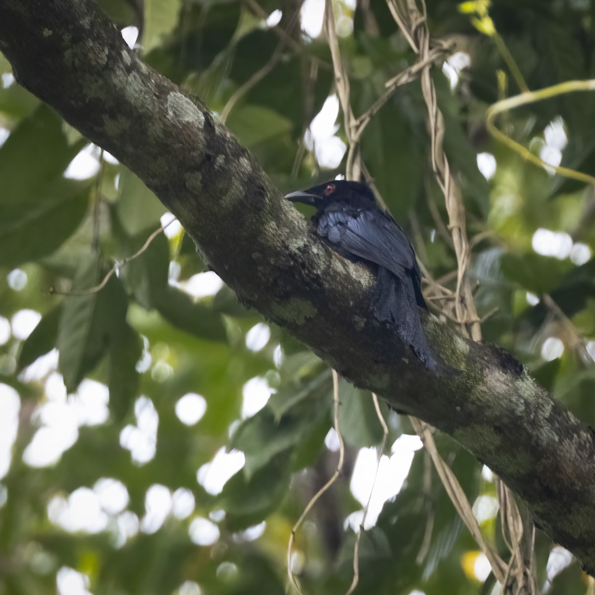 Spangled Drongo (Halmahera) - ML641879938