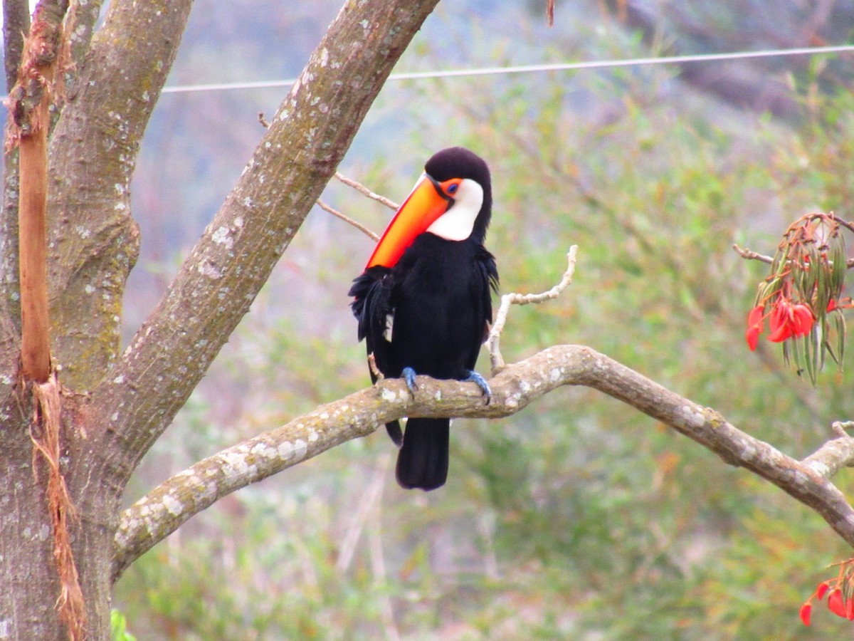 Toco Toucan - ML641879947