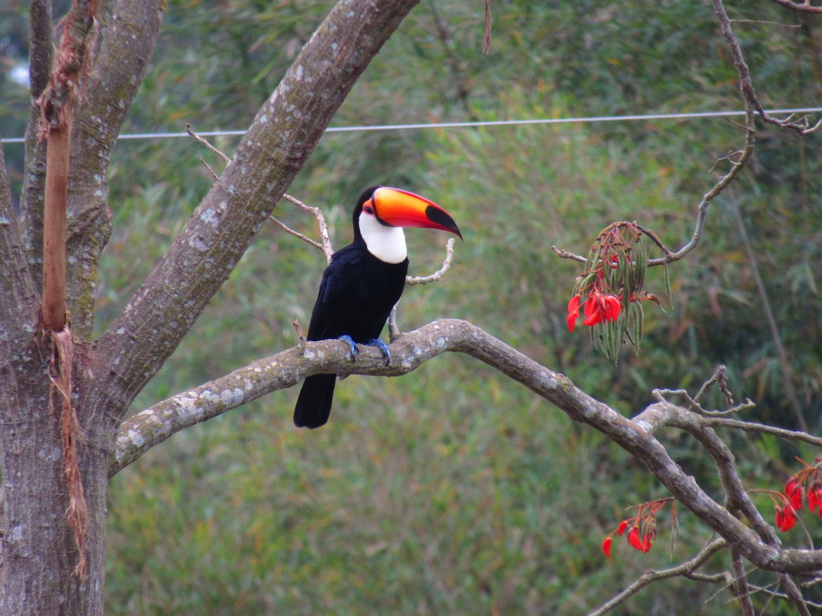 Toco Toucan - ML641879949