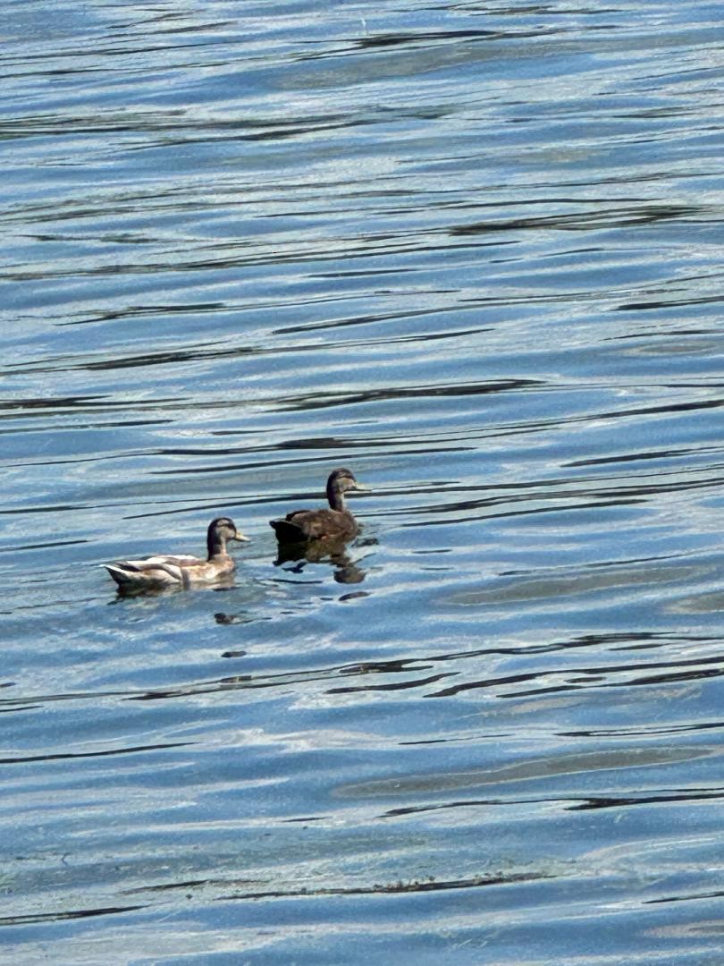 American Black Duck - ML641879955
