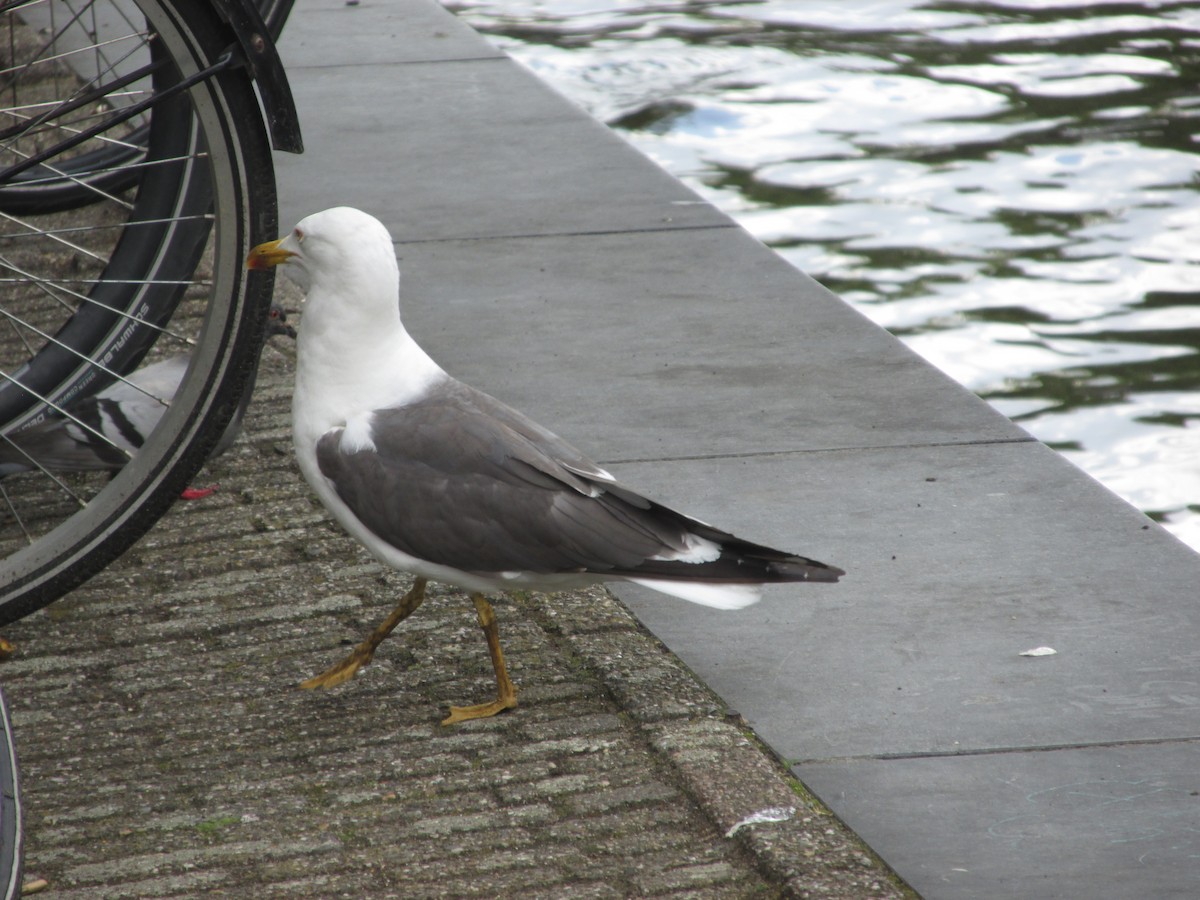 Lesser Black-backed Gull - ML641879966