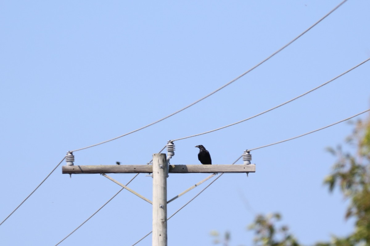 Common Raven - ML641879967