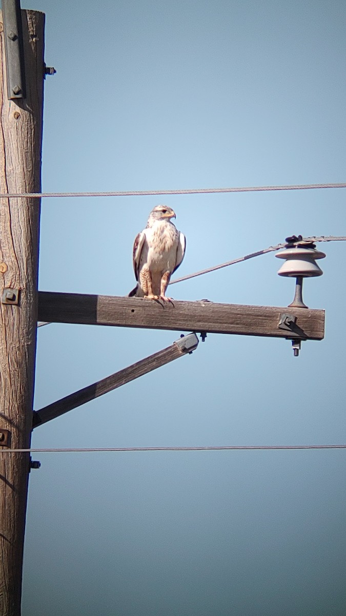 Ferruginous Hawk - ML641879976
