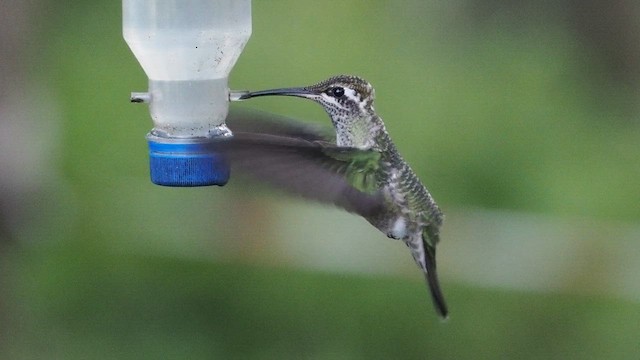 Rivoli's Hummingbird - ML641879982