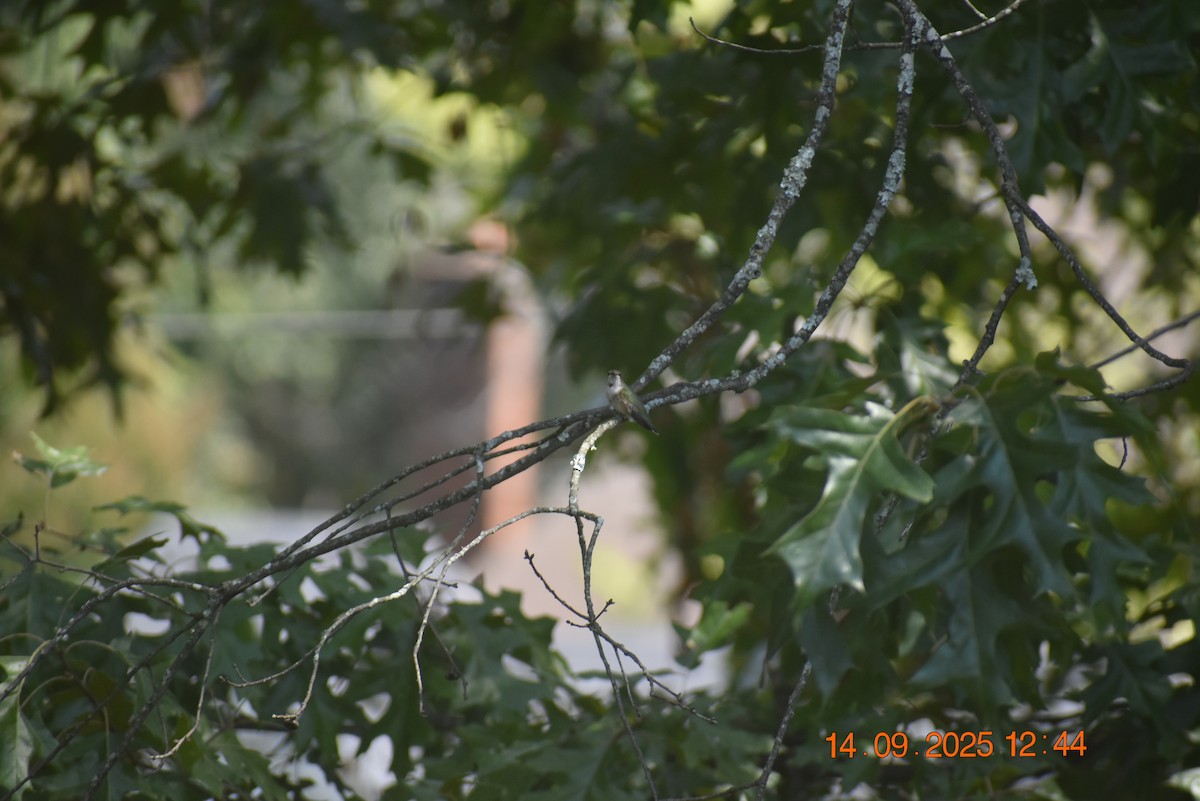 Ruby-throated Hummingbird - ML641879993