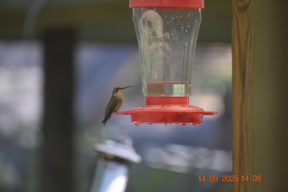 Ruby-throated Hummingbird - ML641879994