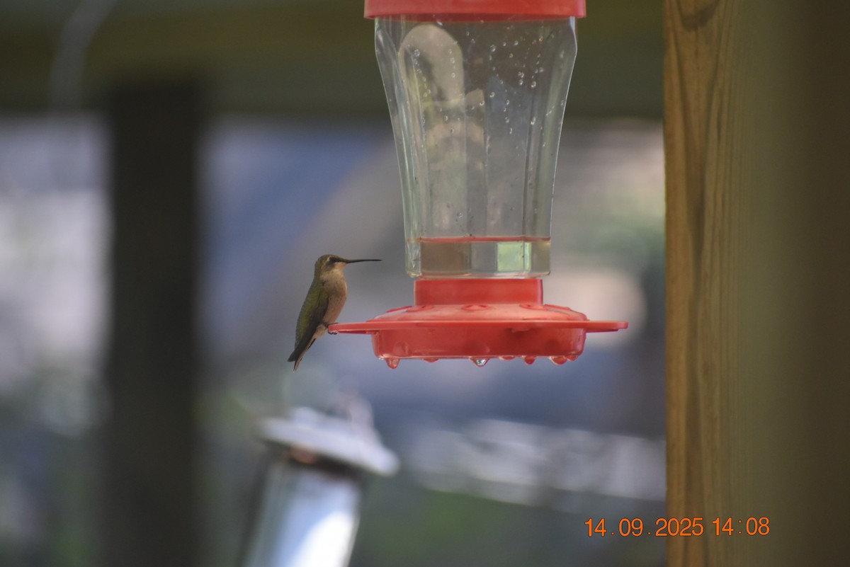 Ruby-throated Hummingbird - ML641879995