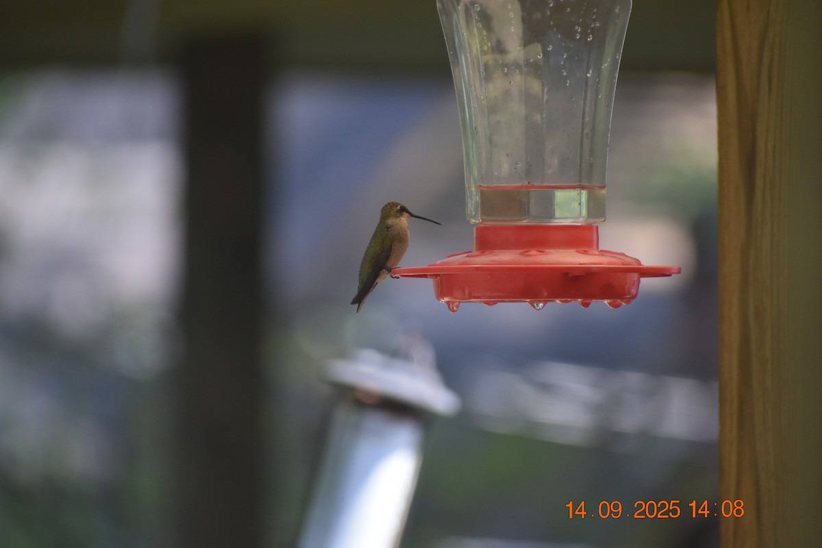 Ruby-throated Hummingbird - ML641879997