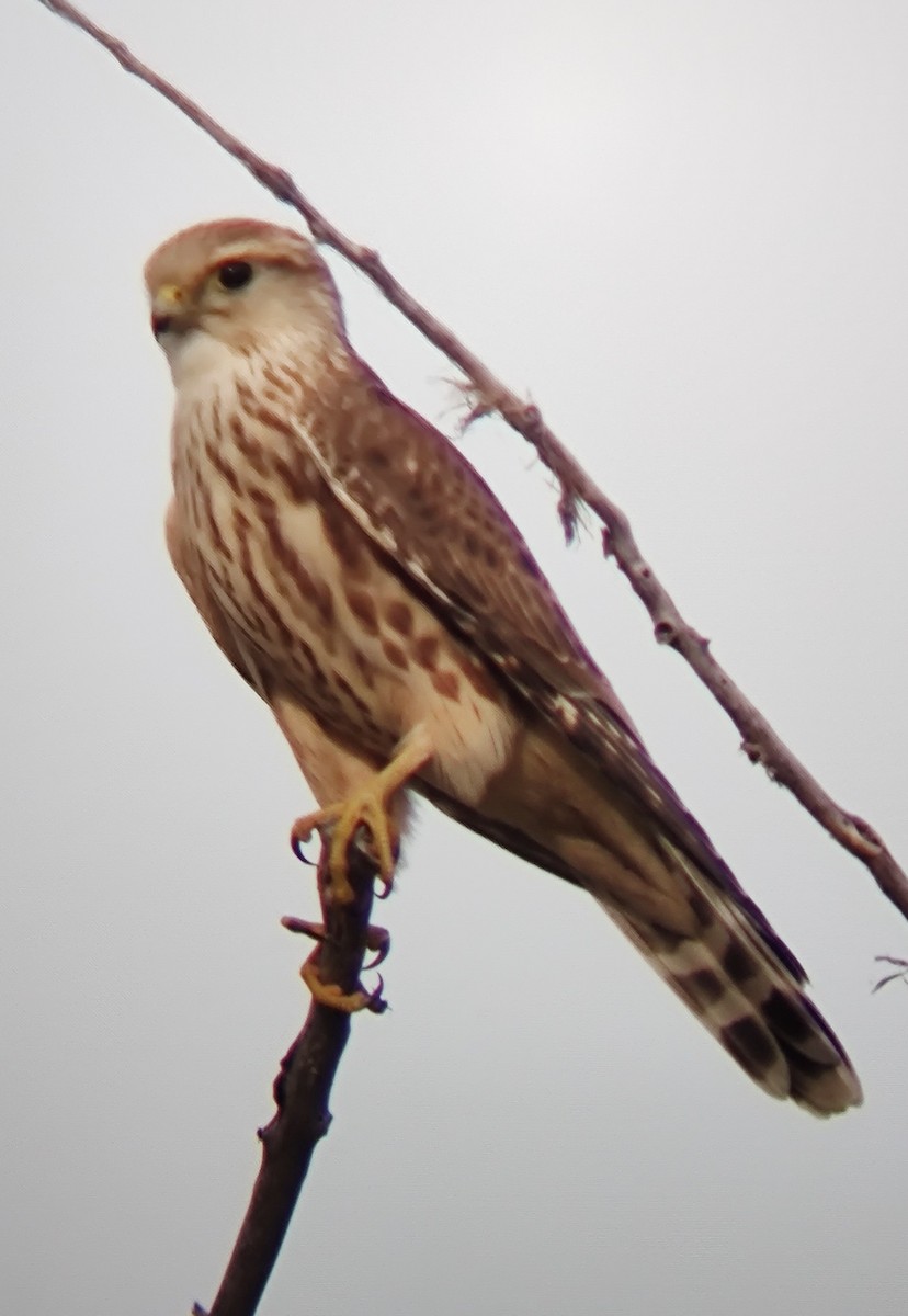 Merlin - ML641879998