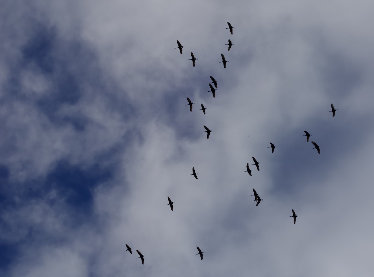 Sandhill Crane - ML641880002