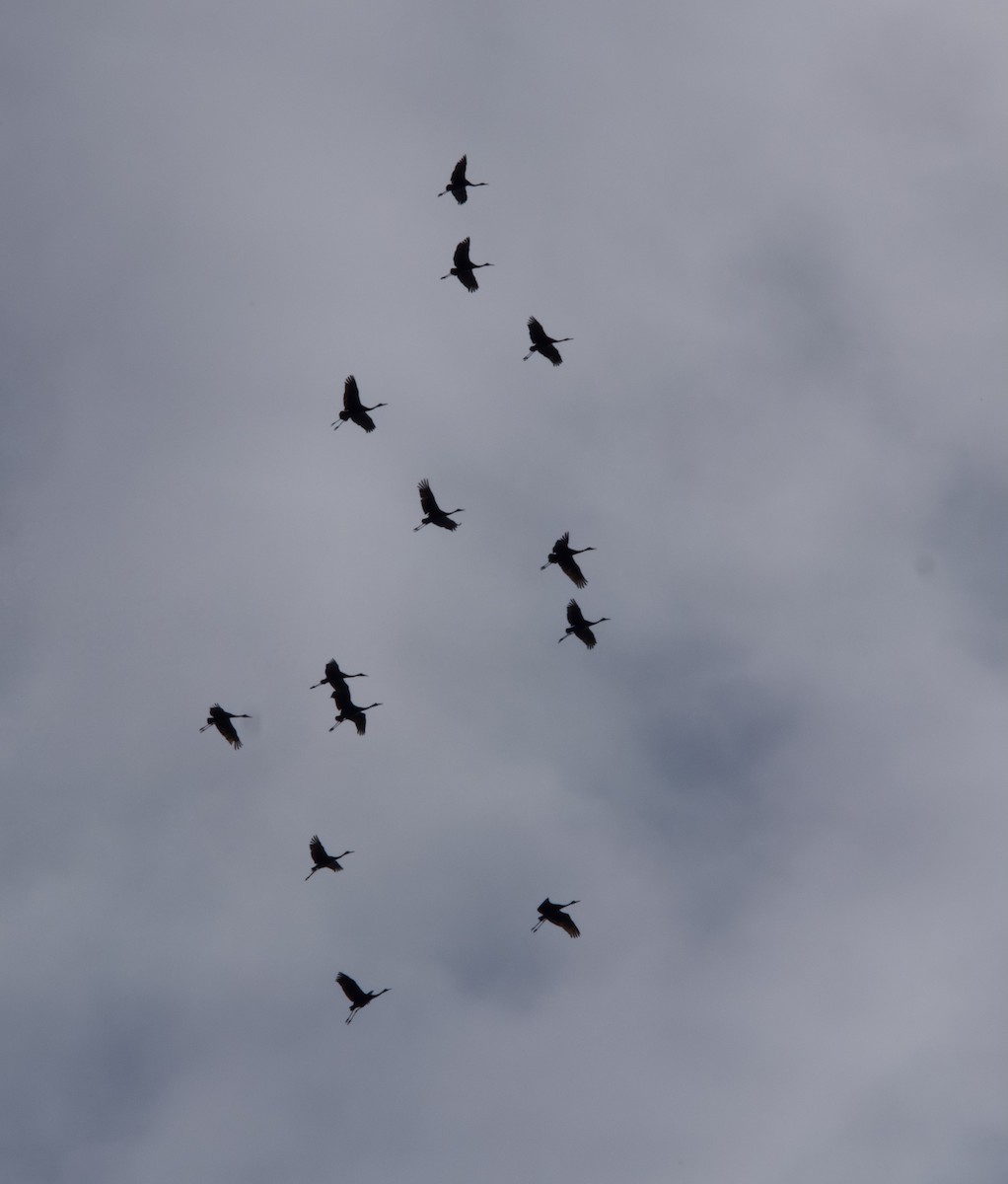 Sandhill Crane - ML641880003