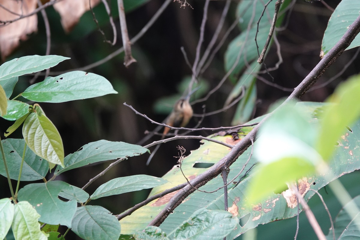Planalto Hermit - ML641880006