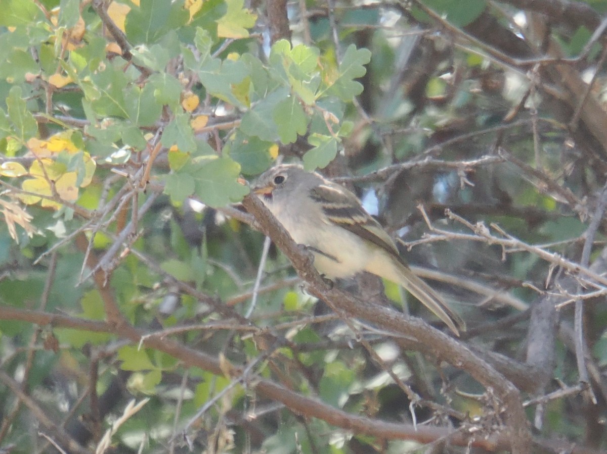 Hammond's Flycatcher - ML641880008
