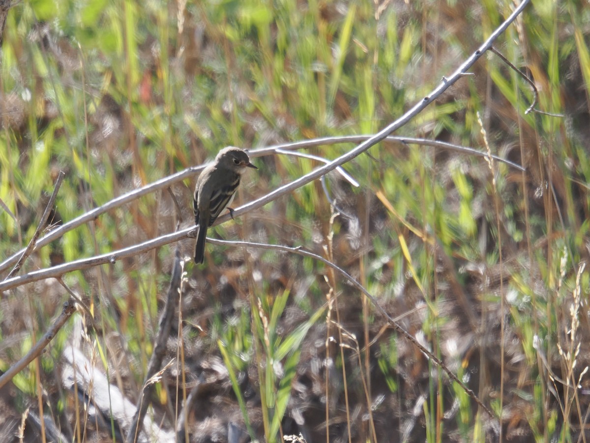 Hammond's Flycatcher - ML641880009