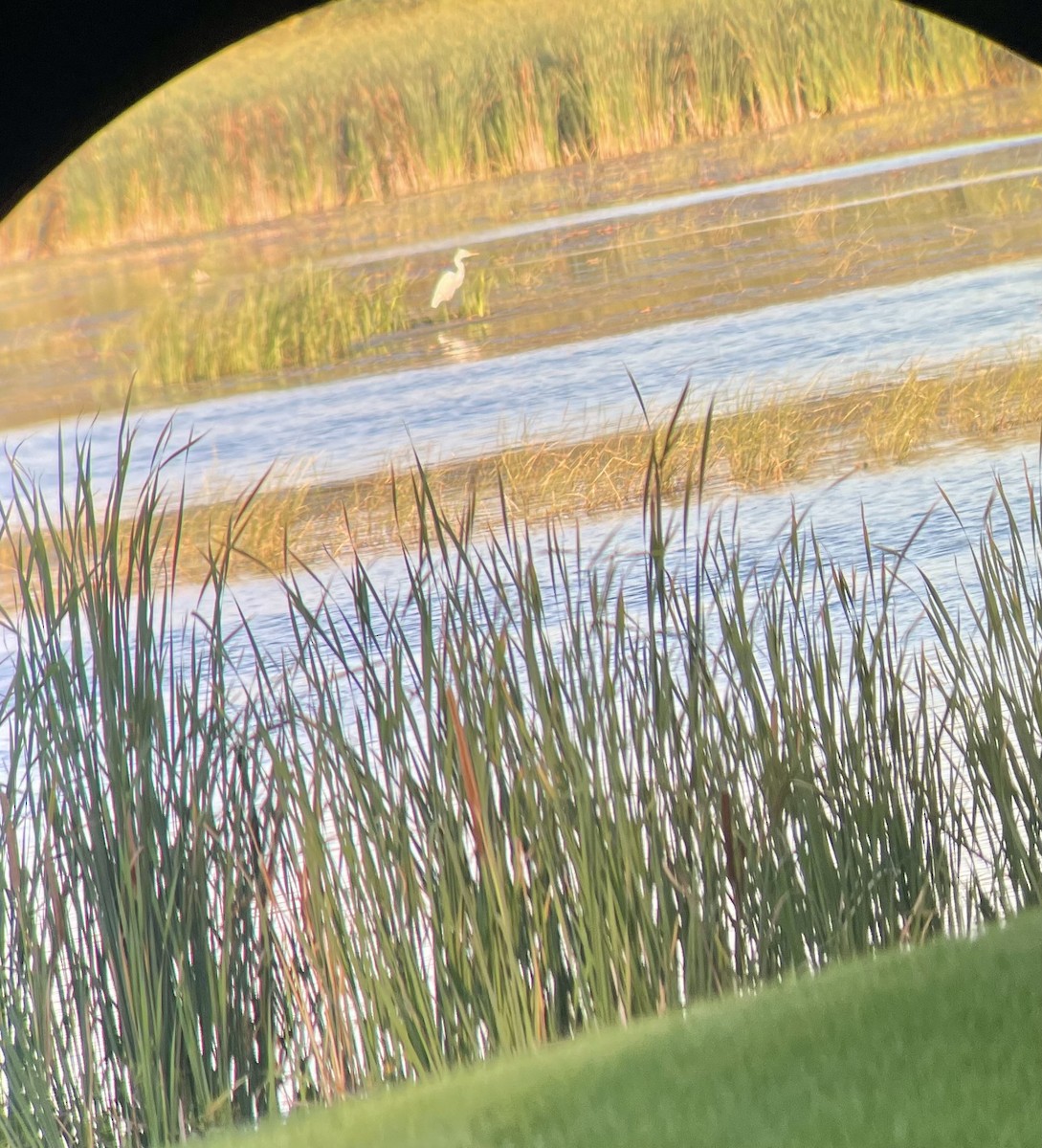 Great Egret - ML641880028