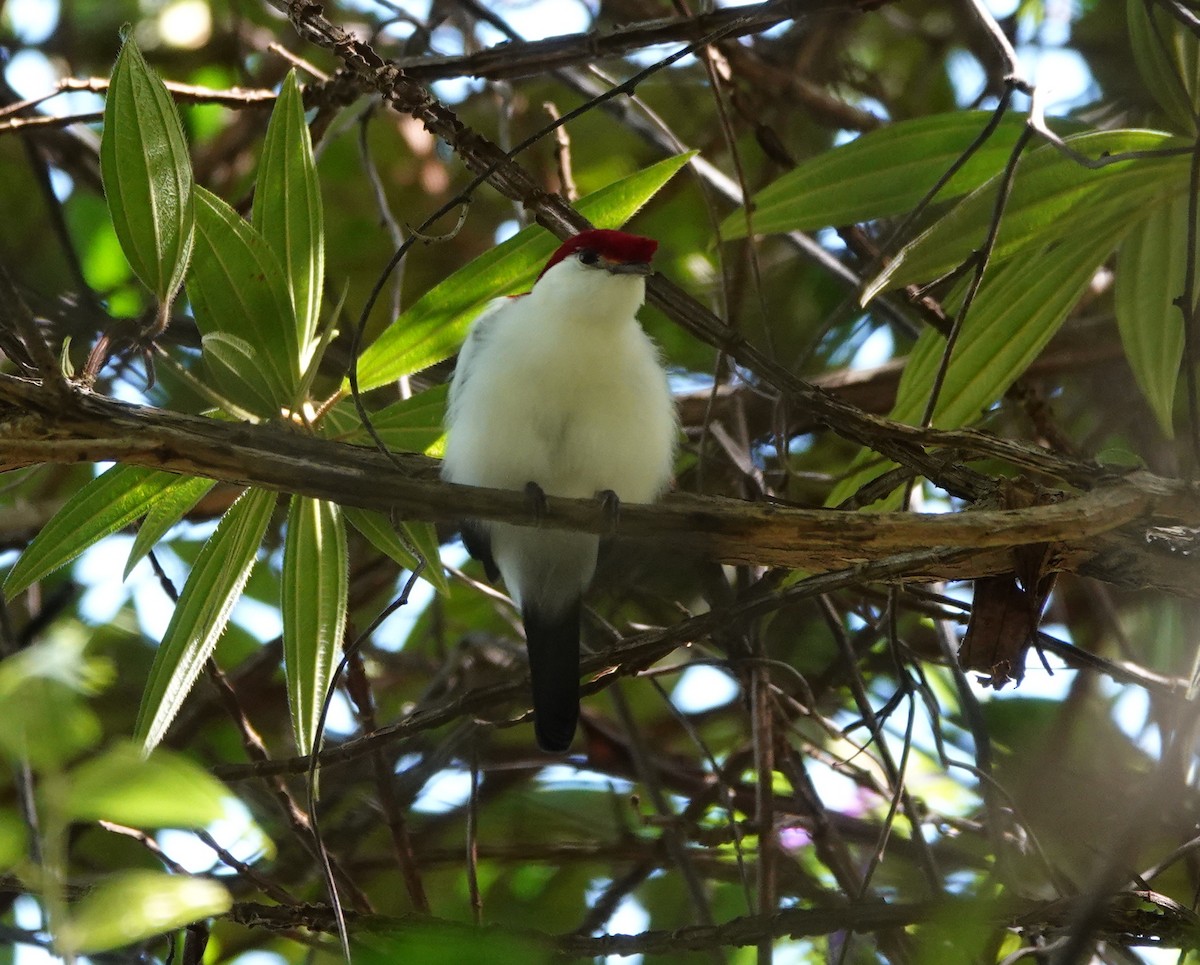 Araripe Manakin - ML641880048