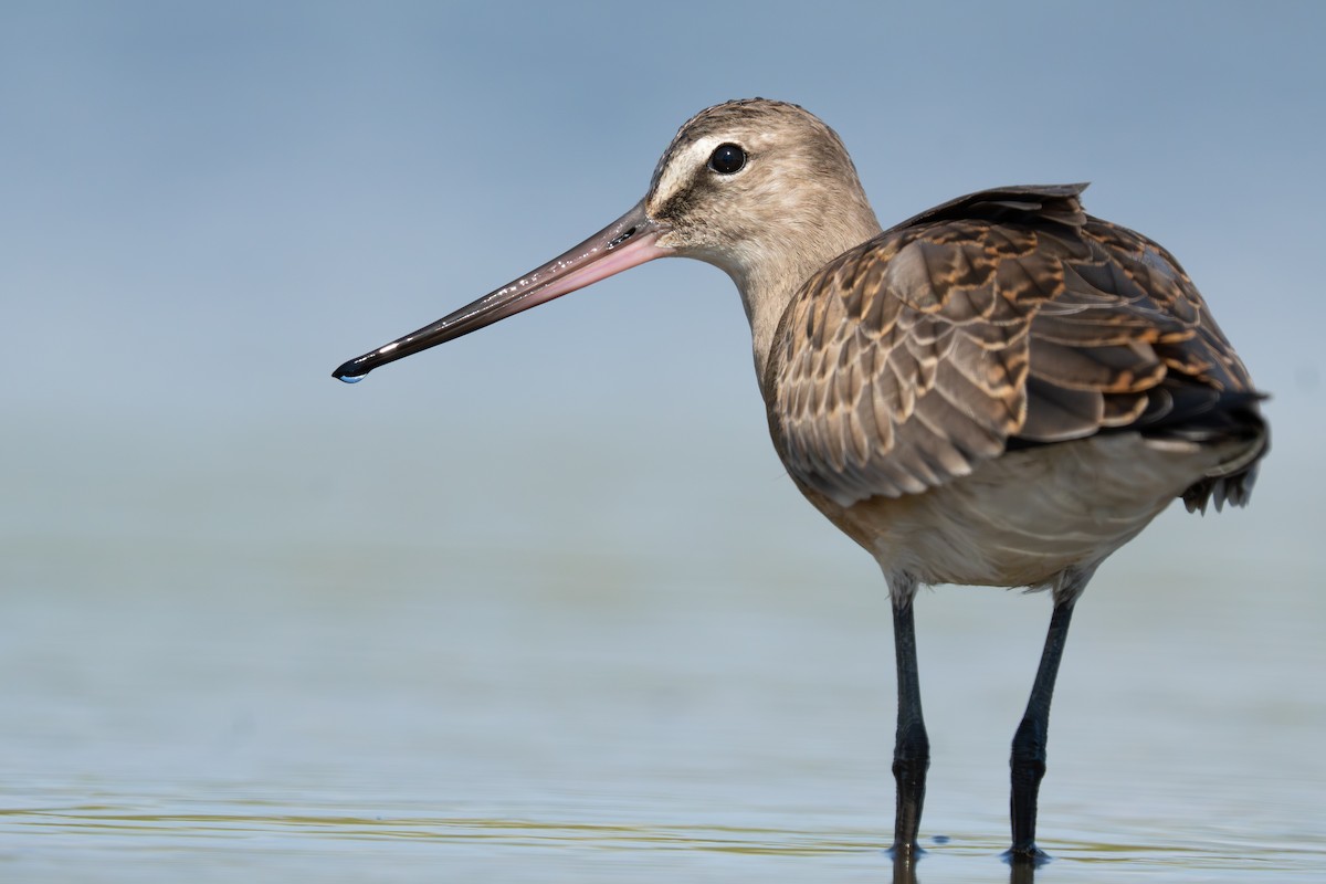 Hudsonian Godwit - ML641880087