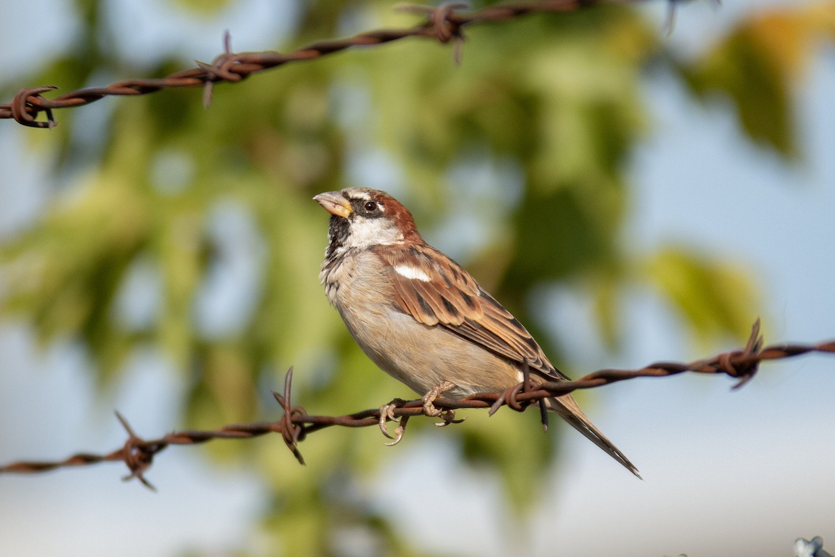 House Sparrow - ML641880088