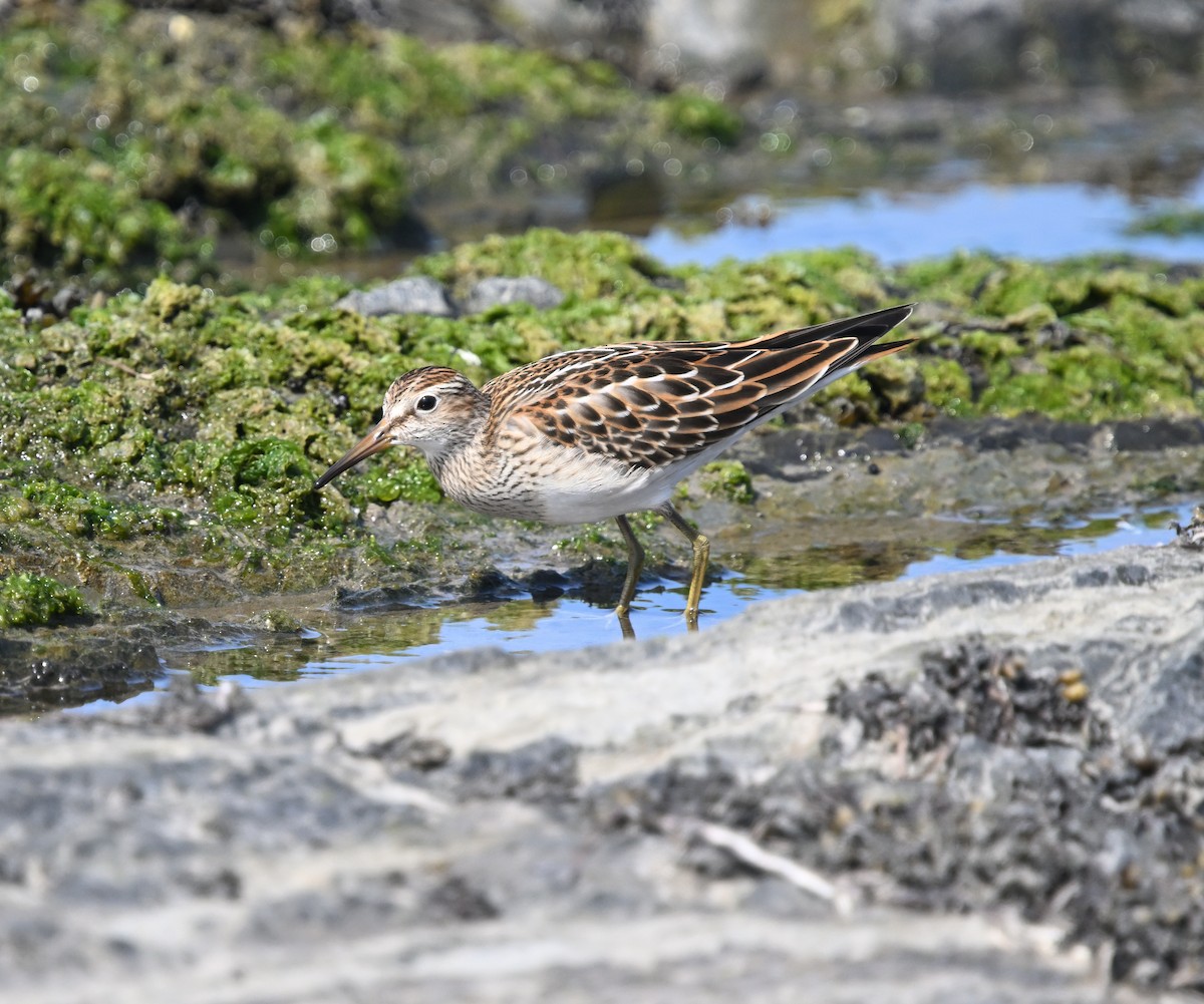 Pectoral Sandpiper - ML641880089