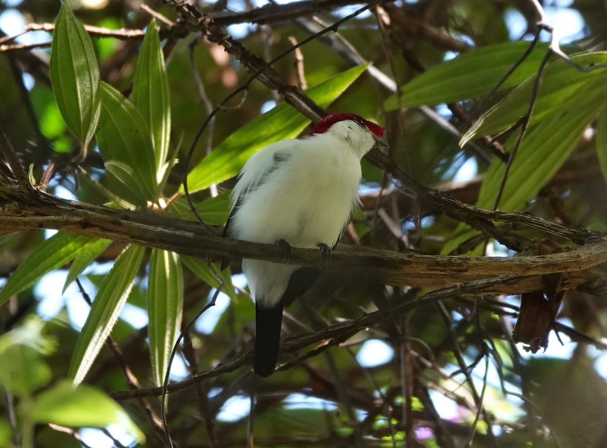 Araripe Manakin - ML641880092