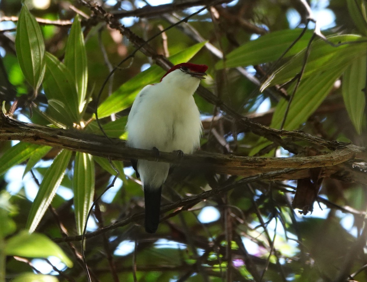 Araripe Manakin - ML641880105