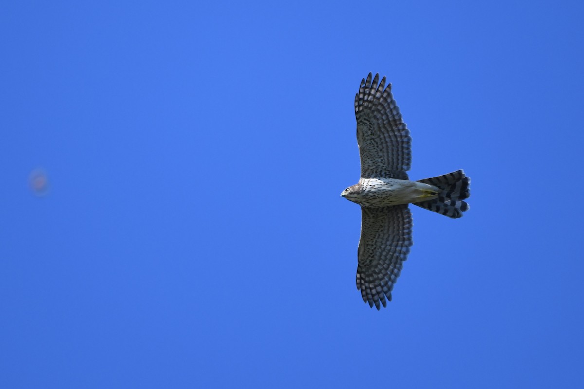 Cooper's Hawk - ML641880119