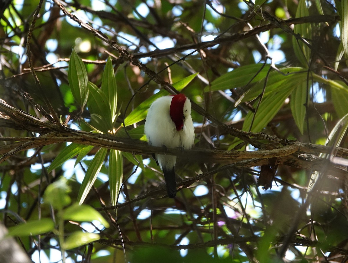 Araripe Manakin - ML641880134