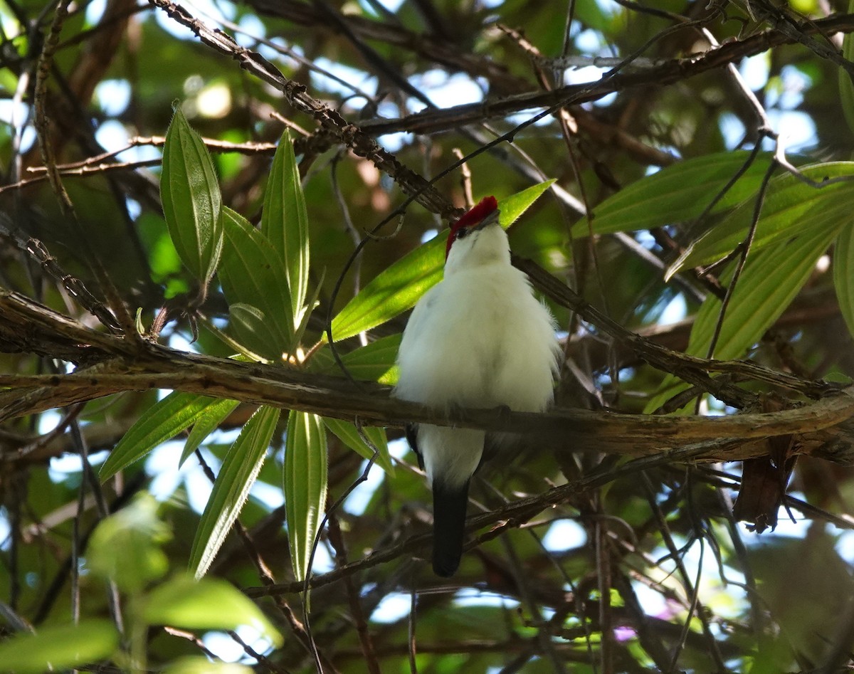 Araripe Manakin - ML641880162