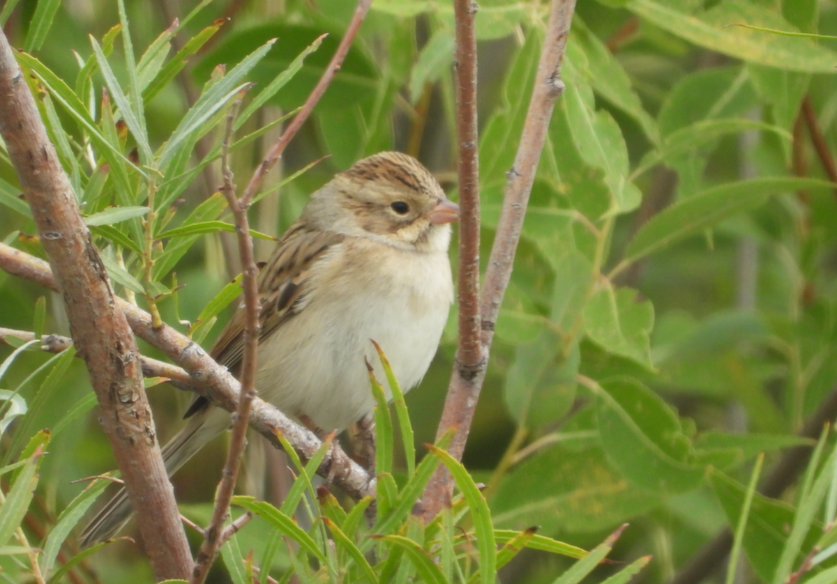 Clay-colored Sparrow - ML641880166