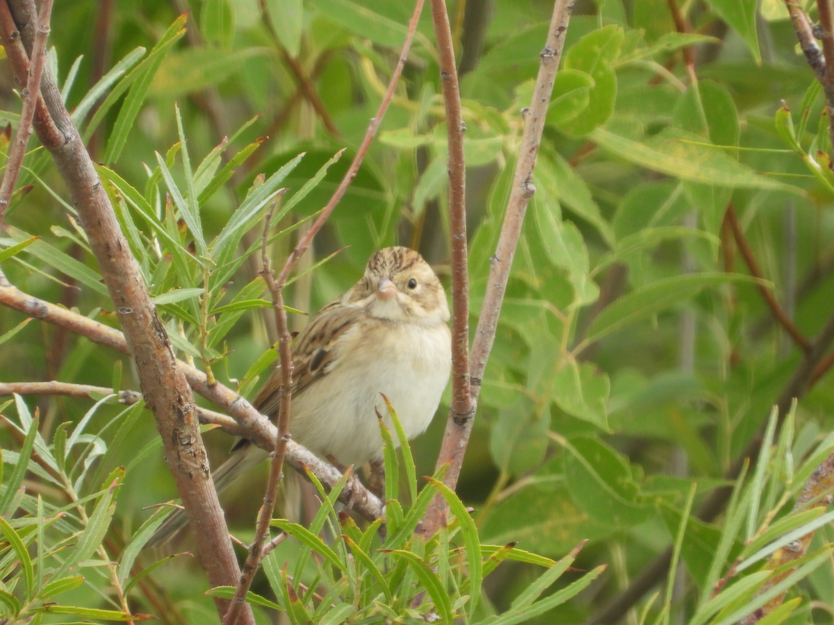 Clay-colored Sparrow - ML641880167