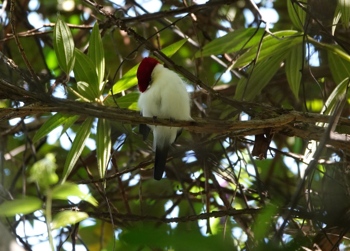 Araripe Manakin - ML641880177