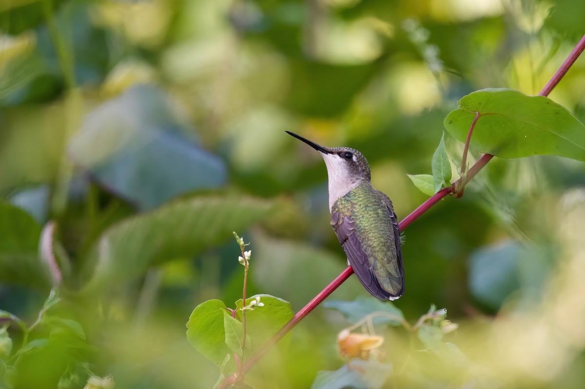 Ruby-throated Hummingbird - ML641880195