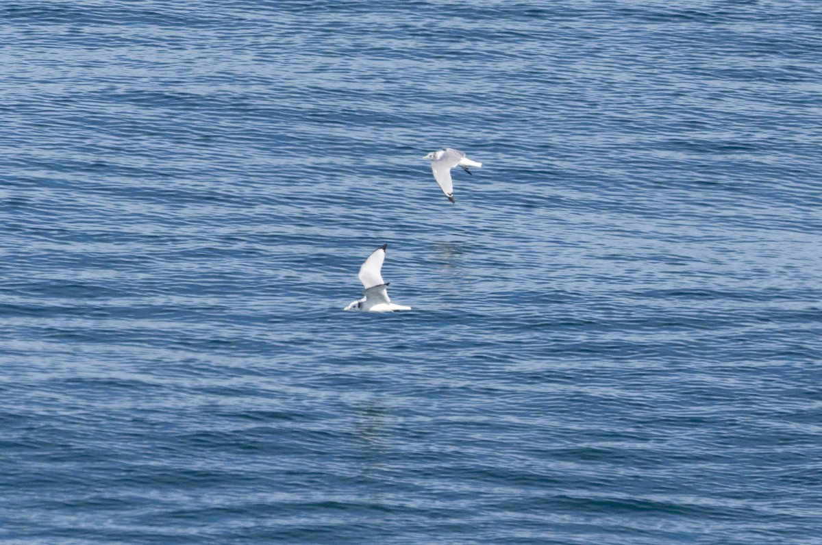 Black-legged Kittiwake - ML641880196