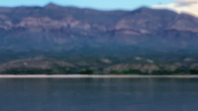 Sabine's Gull - ML641880201