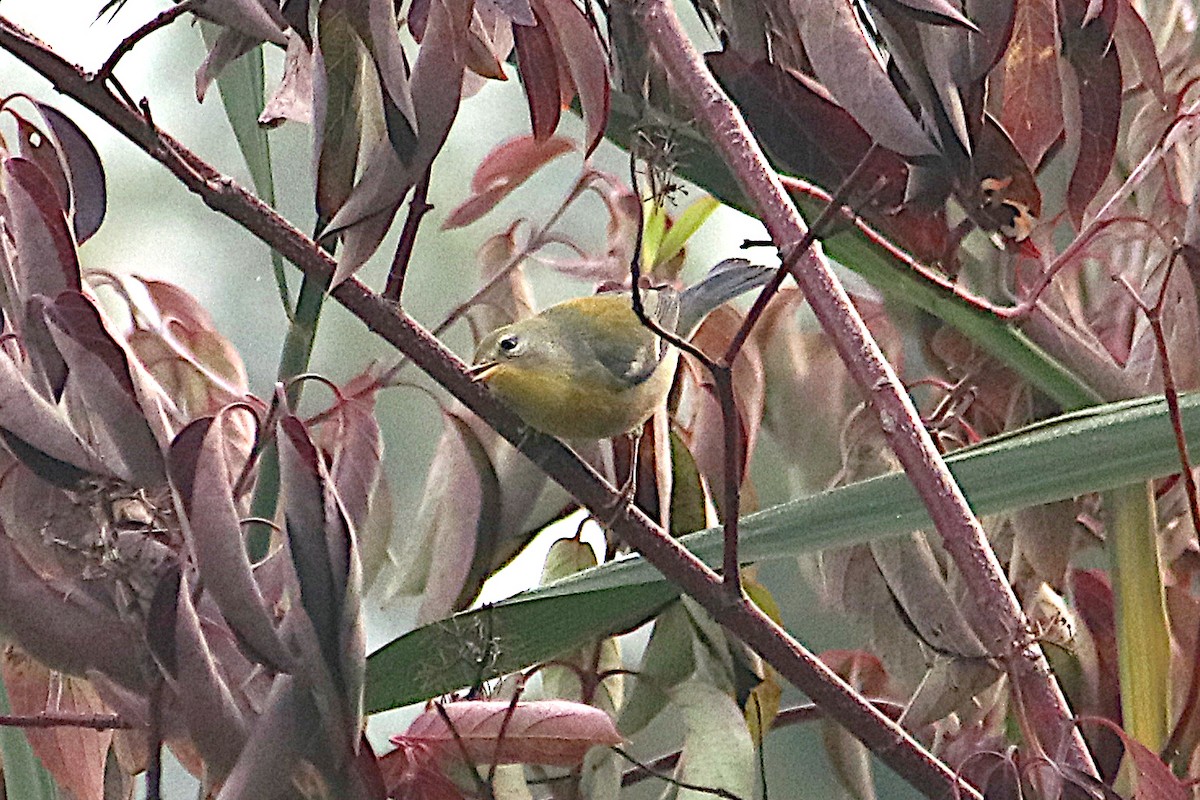 Kuzeyli Parula - ML641880245