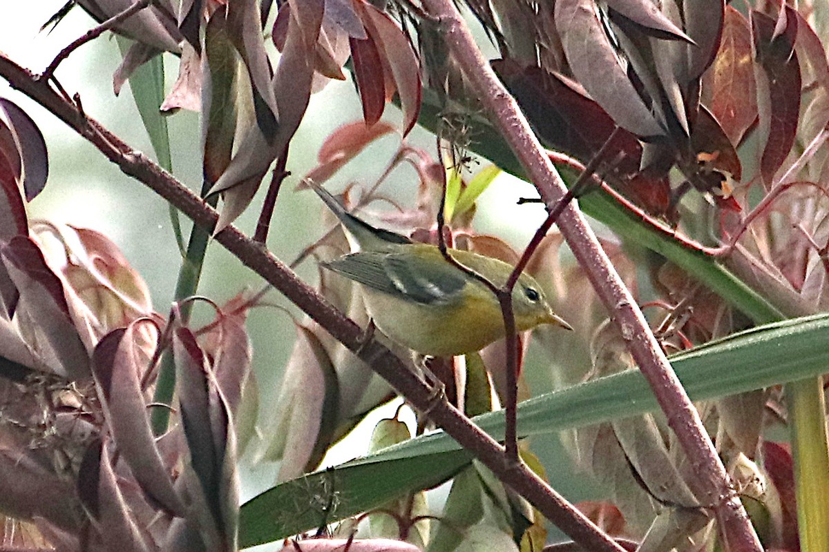 Kuzeyli Parula - ML641880250