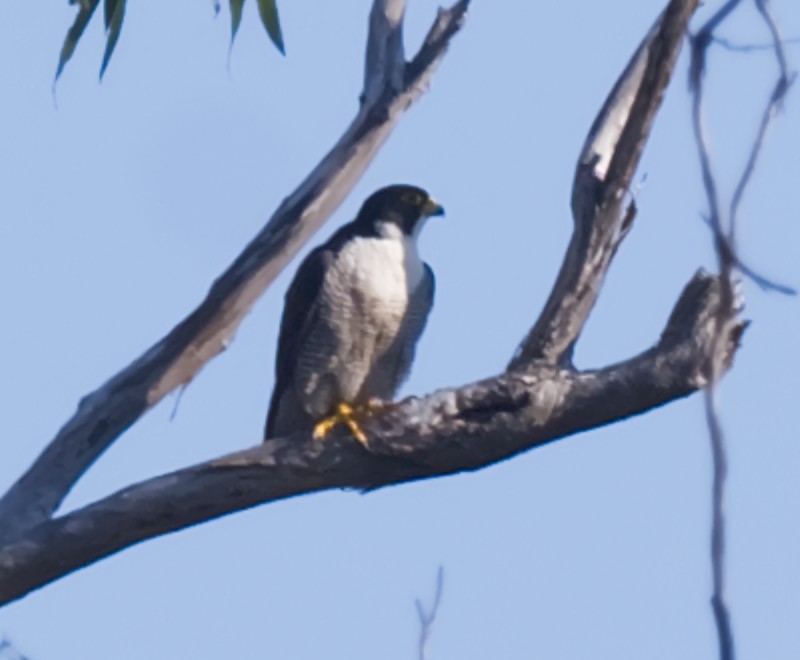 Peregrine Falcon - ML641880251