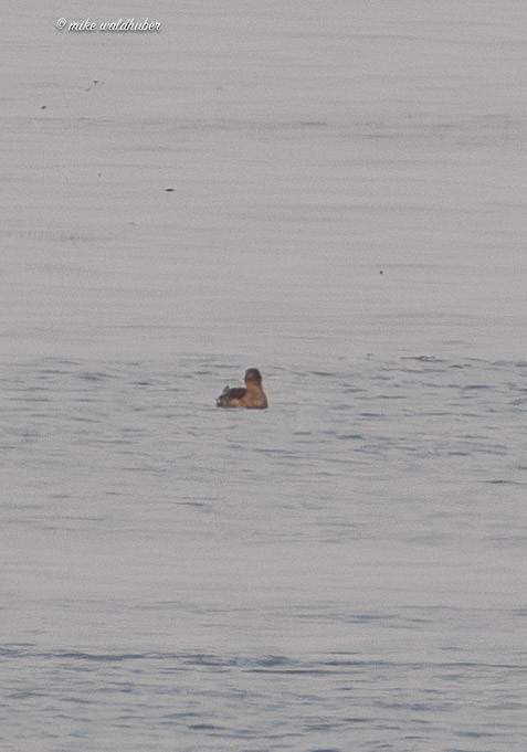Rhinoceros Auklet - ML641880258
