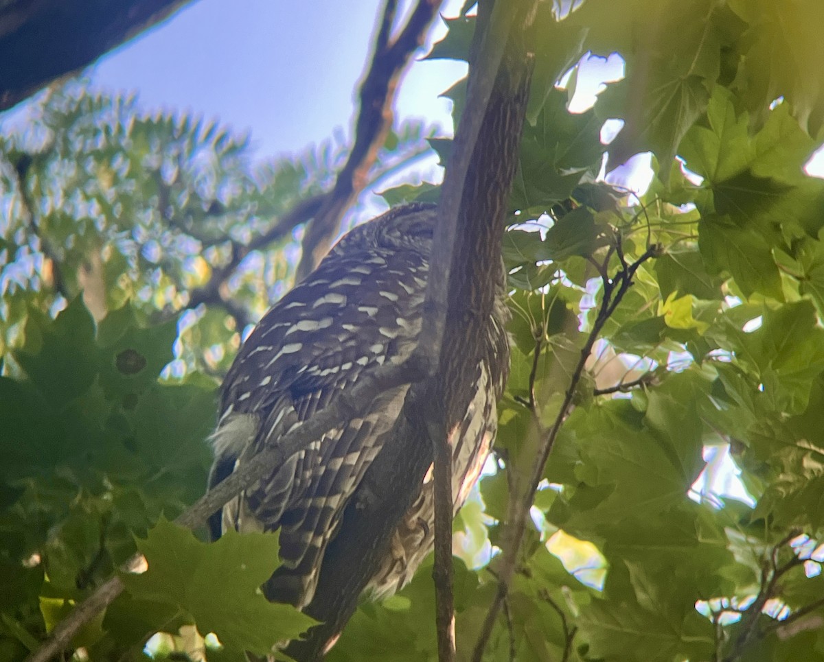 Barred Owl - ML641880259